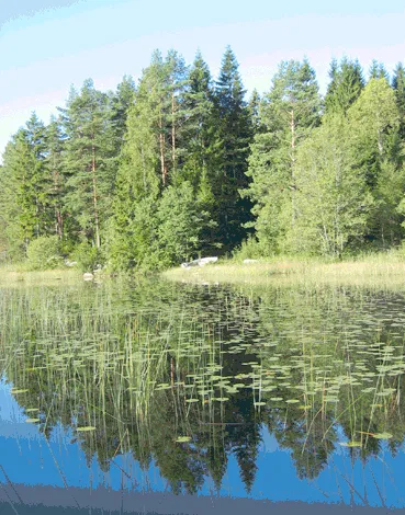 Sjön en stilla sommardag, skogen speglar sig i vattnet