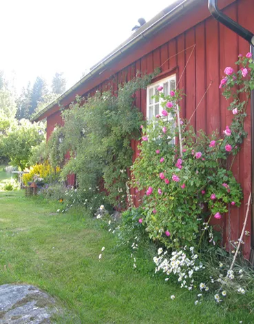Röd husvägg med rosor och blommande buskar