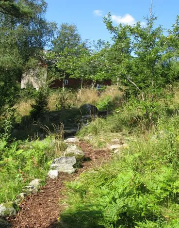 Stig med stenar genom ormbunkar och skog